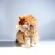 Can parasite medication cause hiding behavior in cats