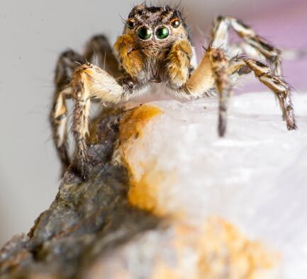 Can parasite medication cause watery eyes