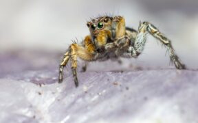 Can parasite medication cause clingy behavior