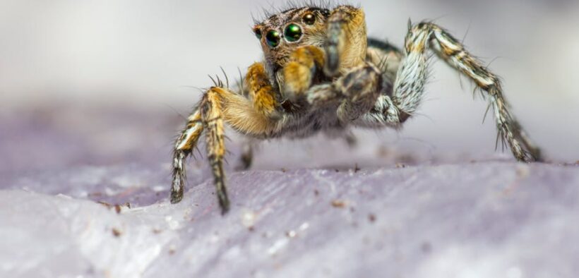 Can parasite medication cause clingy behavior