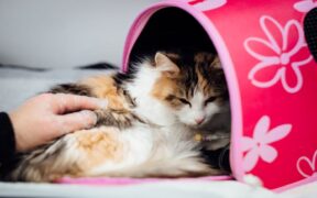 When parasite medication side effects need a vet visit