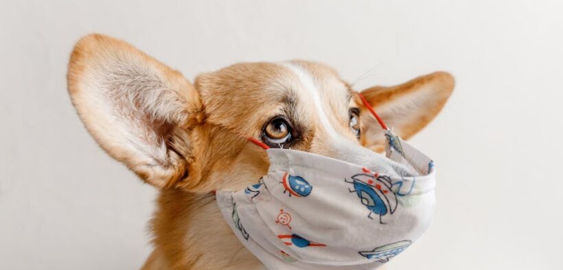 When to contact a veterinarian about pet pain