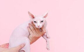 Why does my cat react when skin touched