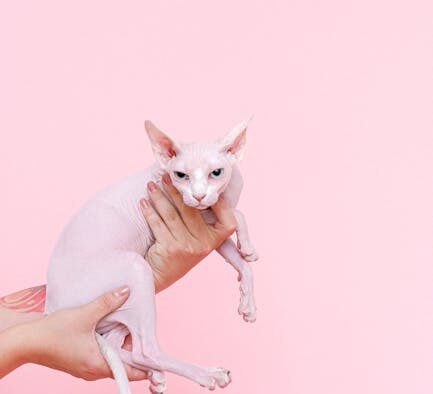 Why does my cat react when skin touched