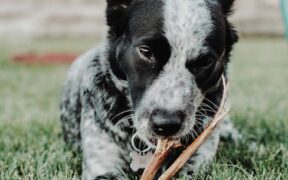 Why is my dog losing fur in patches