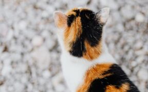 Why is my cat losing fur in patches