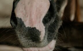 When skin redness in pets needs a vet visit