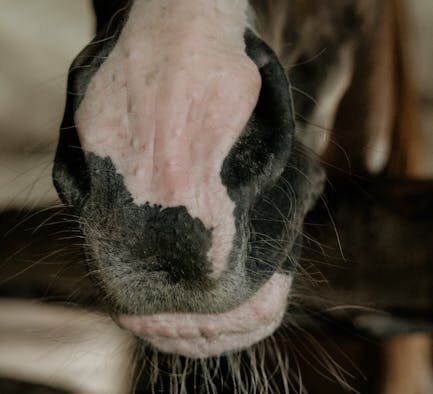 When skin redness in pets needs a vet visit