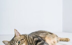 Sleep changes associated with pain in pets