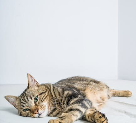 Sleep changes associated with pain in pets