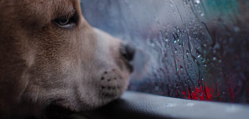 Why does my dog have skin irritation after rain