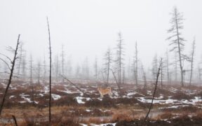 Is dry skin normal in dogs during winter