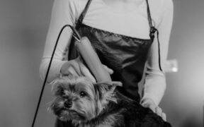 Why pets may groom less when in pain