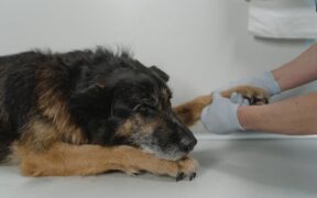Importance of routine veterinary care