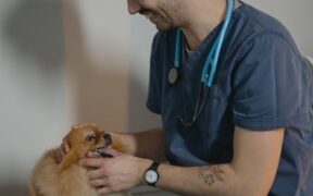 Antibiotics and long term pet health