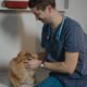 Antibiotics and long term pet health