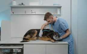 Skipping doses of pet medications explained