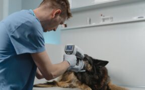 What vets assess during follow up visits