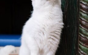 Why is my cat scratching more than usual