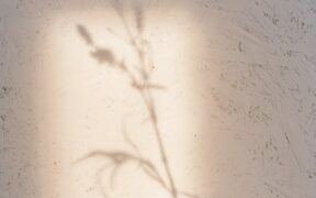 Can humidity worsen skin problems in dogs