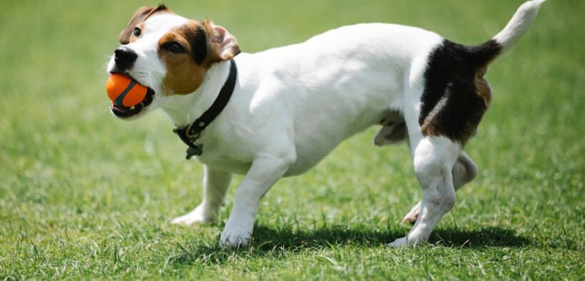 Why does my dog have rash under collar