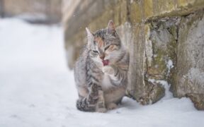 When paw licking in pets is concerning