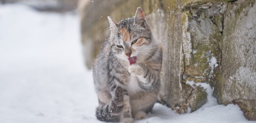 When paw licking in pets is concerning