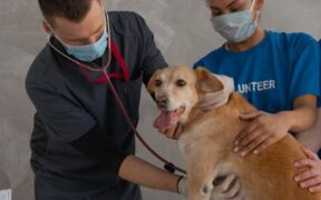 How antibiotics support pet recovery under vet care