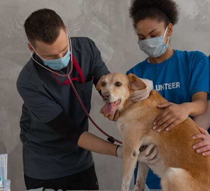 Parasite medication considerations for rescue dogs