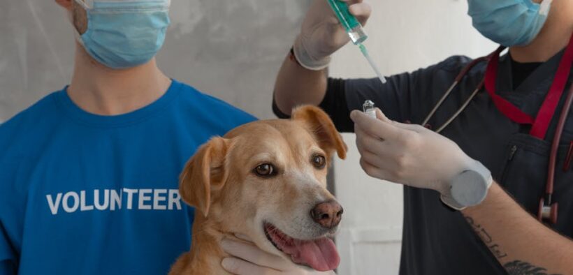 Parasite medication safety for dogs with seizures