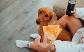 Can chronic itching affect pet appetite