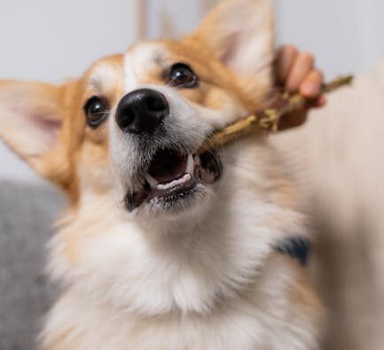 Why does my dog chew tail skin