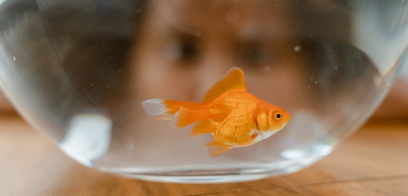 What to observe while a pet is on antibiotics