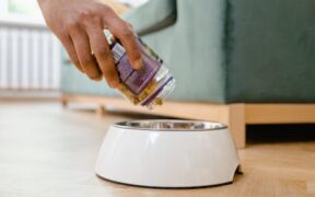 Why weight can influence pain in pets