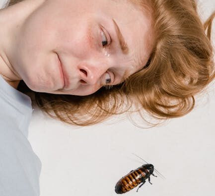 Can bug bites cause skin reactions in cats