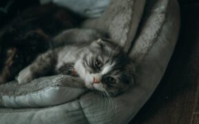 Can parasite medication make cats sleepy