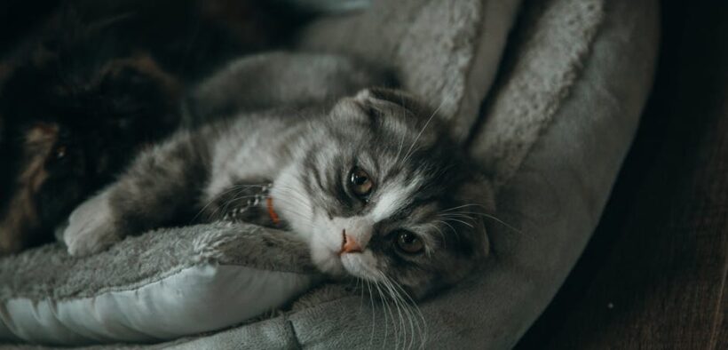 Can parasite medication make cats sleepy