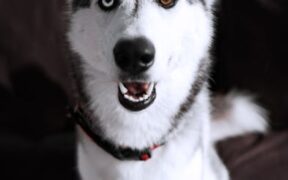 Why different pets need different treatments