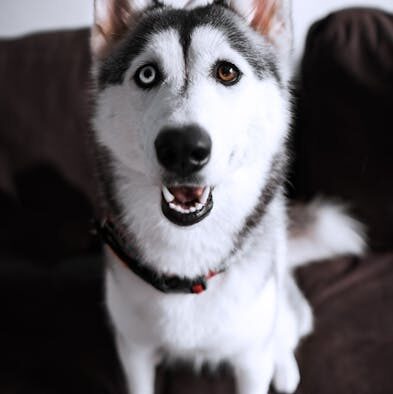 Why different pets need different treatments