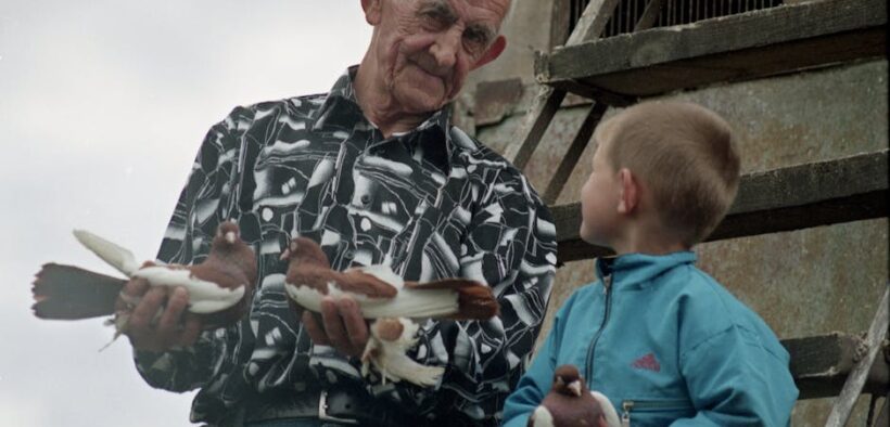 How age affects pain management in pets