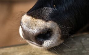 Can wet fur cause skin problems in pets