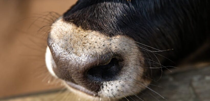 Can wet fur cause skin problems in pets