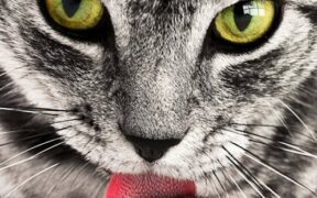 Why does my cat itch after grooming