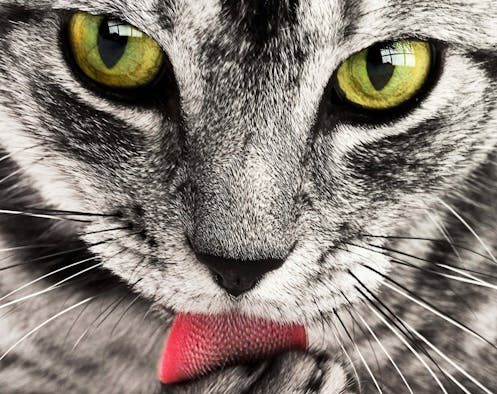 Why does my cat itch after grooming